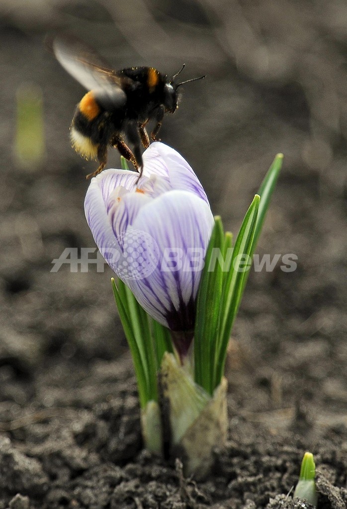 マルハナバチの減少防止にしま模様の花が効果的？英研究