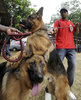 スリランカのコロンボ（Colombo）で恒例の「オールブリード・チャンピオンシップ・ドッグショー（All Breed Championship Dog Show）」が開催され、22犬種155匹の犬たちが参加した（2009年8月16日撮影）。(c)AFP/Ishara S. KODIKARA