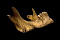 英レスター大学（University of Leicester）が公開した、刀傷がある15世紀のイングランド王リチャード3世（Richard III）の顎の骨（撮影日不明、2013年2月4日公開）。(c)AFP/HO/UNIVERSITY OF LEICESTER