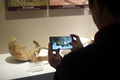 浦江県の上山考古遺跡公園で出土文化財の基本展示を見学するシンポジウム参加者ら（2020年11月13日撮影）。(c)Xinhua News