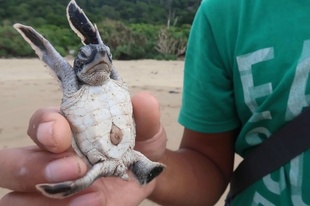 数十年後に戻っておいで、ウミガメの赤ちゃん海へ インドネシア