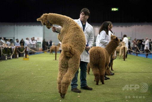 全英からもこもこのアルパカ大集合、見本市開幕 写真18枚 国際ニュース