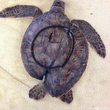 プラごみ海洋汚染 米NGO、過去10年間の動物への被害を報告 写真9
