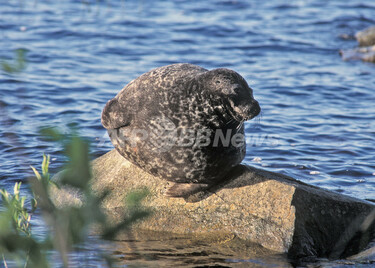 世界でわずか260頭、絶滅が危惧されるサイマー湖のアザラシ 写真2枚