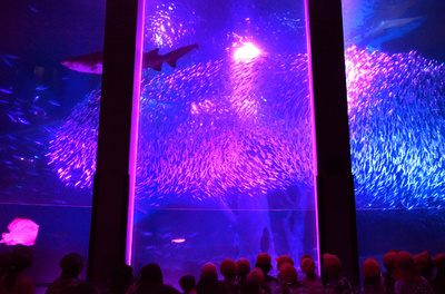 イワシ群舞が桜に、八景島シーパラダイスで一足先にお花見　横浜