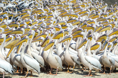 アフリカへ渡るモモイロペリカンの大群、イスラエルに大集合