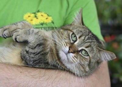 米NY、ネコの爪の除去術禁止法を施行 州では米国初