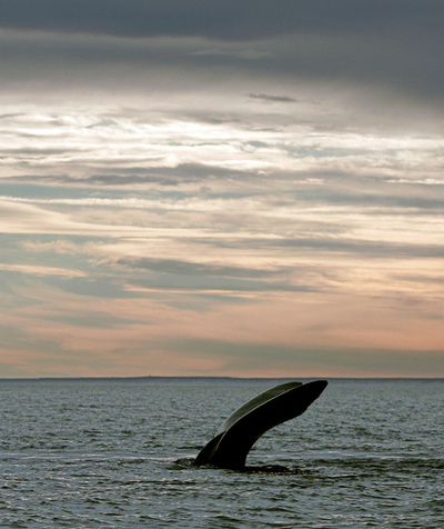 日本の鯨類調査船団、捕獲せず帰港