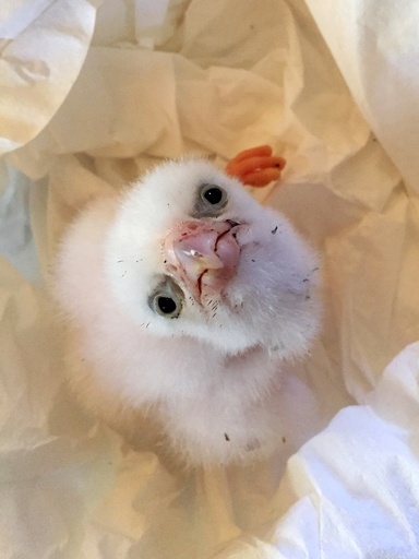 盗まれた希少ハヤブサの卵を保護、ひなも誕生 チリ