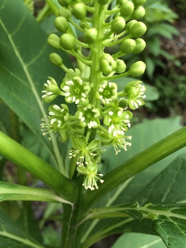 新種の植物を発見、レッドリストにも登録 湖北省の自然保護区