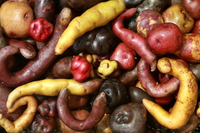 「イモの起源」はどっち？一歩もゆずらぬペルーとチリ