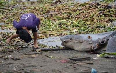 若いジンベエザメの死骸が漂着、フィリピン