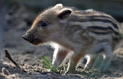 かわいいイノシシの赤ちゃん、ドイツ東部