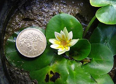 世界最小のスイレン、英植物園から盗まれる