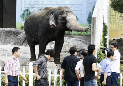 「ゾウに石投げられた」、女性の通報で警察が調査