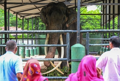 タイ寄贈のゾウ、虐待されていた寺院から救出 スリランカ