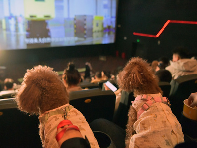 ペット服デザイナー、新たなニッチ市場を切り開く