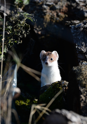 獲物を探して？顔を出すフェレット