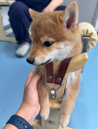 中国の新たな消費、中国で広がるペット保険