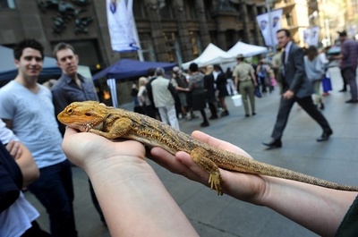 野生トカゲの密輸で邦人2人訴追、オーストラリア