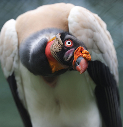 赤とオレンジの頭持つトキイロコンドル、パナマ