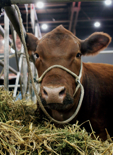 EU圏外にふらり、迷い牛に殺処分命令 飼い主が助命嘆願