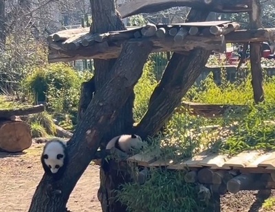 パンダの双子赤ちゃんが屋外デビュー ベルリン動物園
