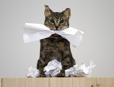 ネコをごみ箱に捨てた女性を起訴、英国