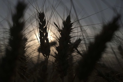 大気中CO2濃度の上昇、栄養不足の急増招く恐れ 研究