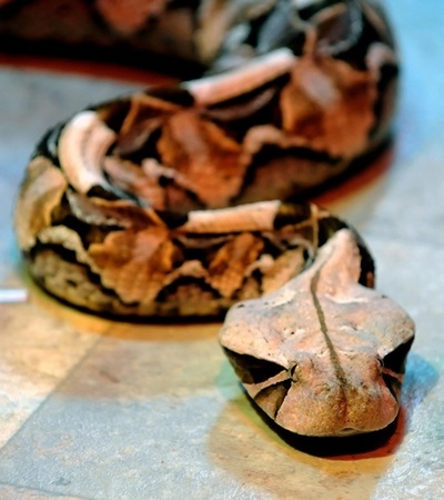 毒ヘビの黒い模様、超微細ナノ構造で光吸収 独研究