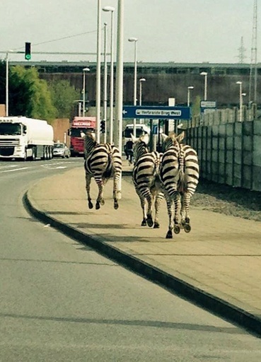 シマウマ脱走、パトカー出動の大騒ぎに ベルギー