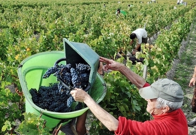 ボルドーワインにも気候変動の脅威、フランス