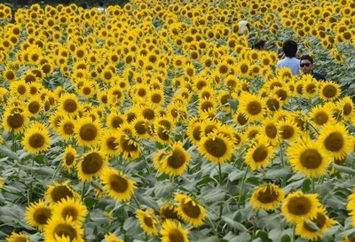 一面に咲き誇る黄色い花、座間市で「ひまわりまつり」