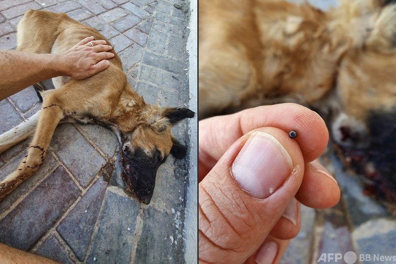 野良犬・猫への虐待が急増 W杯前のカタール