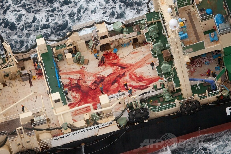 シー・シェパードが日本の捕鯨船団発見、4頭の死を確認と発表