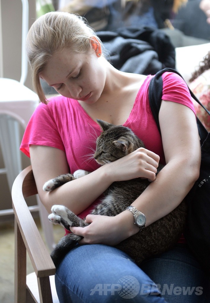 全米初の猫カフェに1日500人殺到、NYで4日間だけ開店