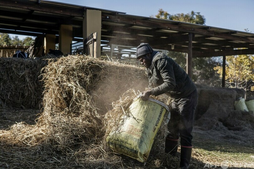 中国伝統薬でロバ皮需要増 アフリカで生息数激減