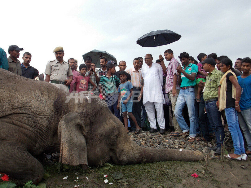 列車がゾウ4頭をはねる、インド