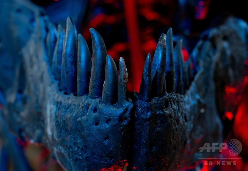 ティラノサウルスの骨格、ドイツ・ミュンヘンで展示会