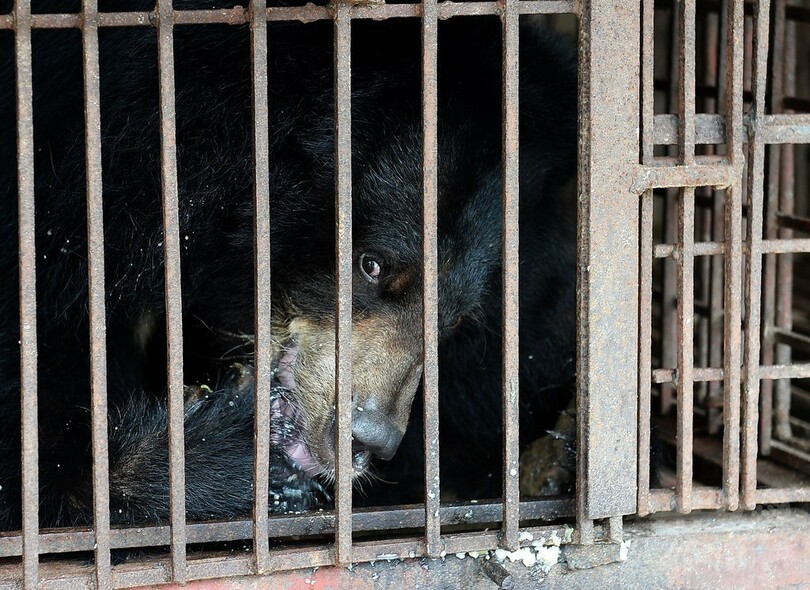 「クマ牧場」からツキノワグマ救出、胆汁採取で監禁 ベトナム
