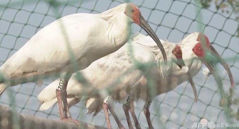 中国でトキ24羽が野生復帰 性比を近づけ繁殖を容易に