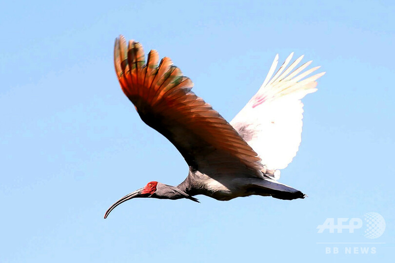 朝鮮半島で40年前に絶滅したトキ 野生に放鳥 韓国 写真2枚 国際ニュース Afpbb News