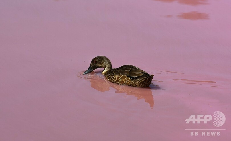 湖が鮮やかなピンク色に…！ その原因は？ 豪・メルボルン郊外
