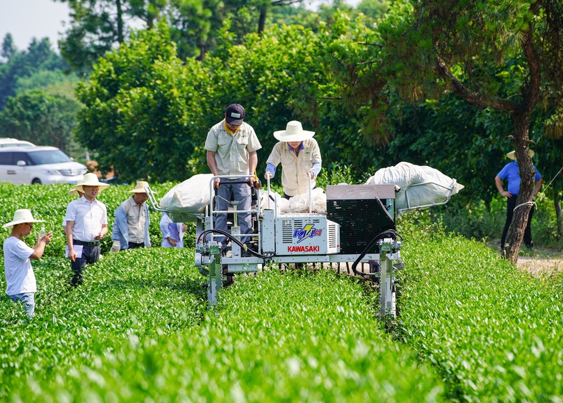 日本製の乗用型摘採機、浙江省の茶畑に進出 生産向上へ