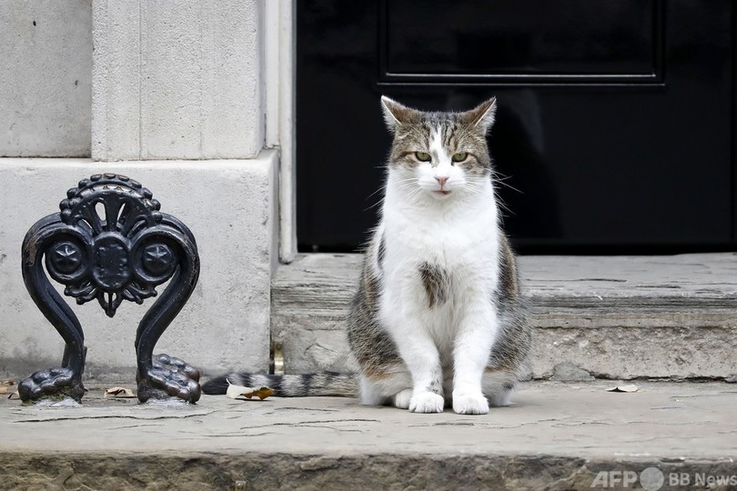 英首相官邸の主は吾輩ニャン ラリー政権 10年 写真7枚 国際ニュース Afpbb News