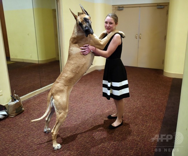 巨犬と少女がハグ 米伝統ドッグショー記者会見 写真16枚 国際ニュース Afpbb News