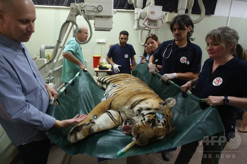 ガザで最後のトラ 世界最悪の動物園 から新天地の南アへ 写真22枚 国際ニュース Afpbb News