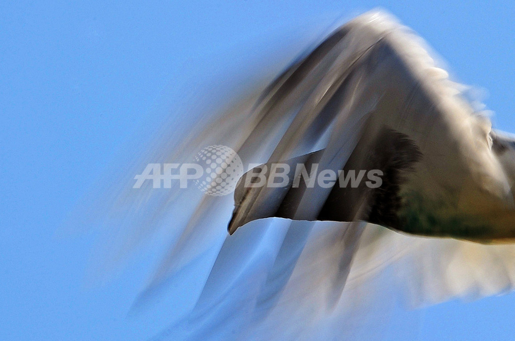 解読不能な伝書鳩のメッセージ発見、英情報機関