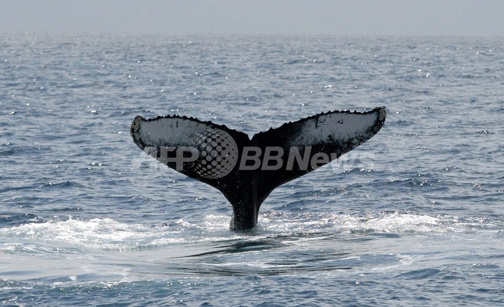 ザトウクジラなど個体数回復、自然保護連合調査 ザトウクジラなど個体数回復、自然保護連合調査