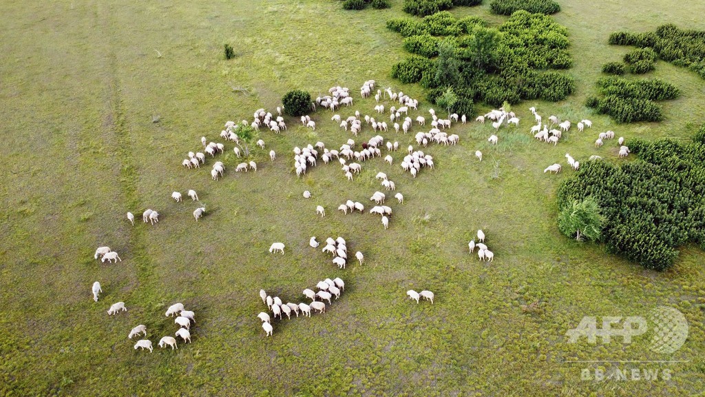 コロナ肺炎お見舞いにモンゴルから3万頭の羊届く 中国 写真1枚 国際ニュース Afpbb News